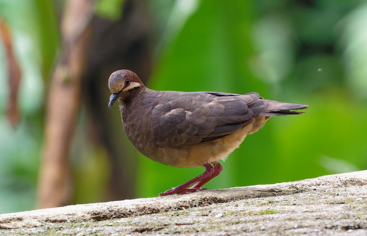 Olive-backed Quail-Dove - ML626700706
