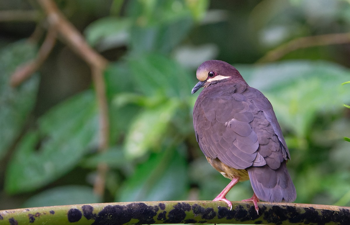 Olive-backed Quail-Dove - ML626700707