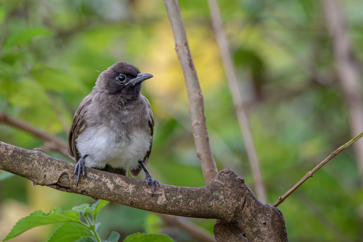 Common Bulbul (Dark-capped) - ML626700725