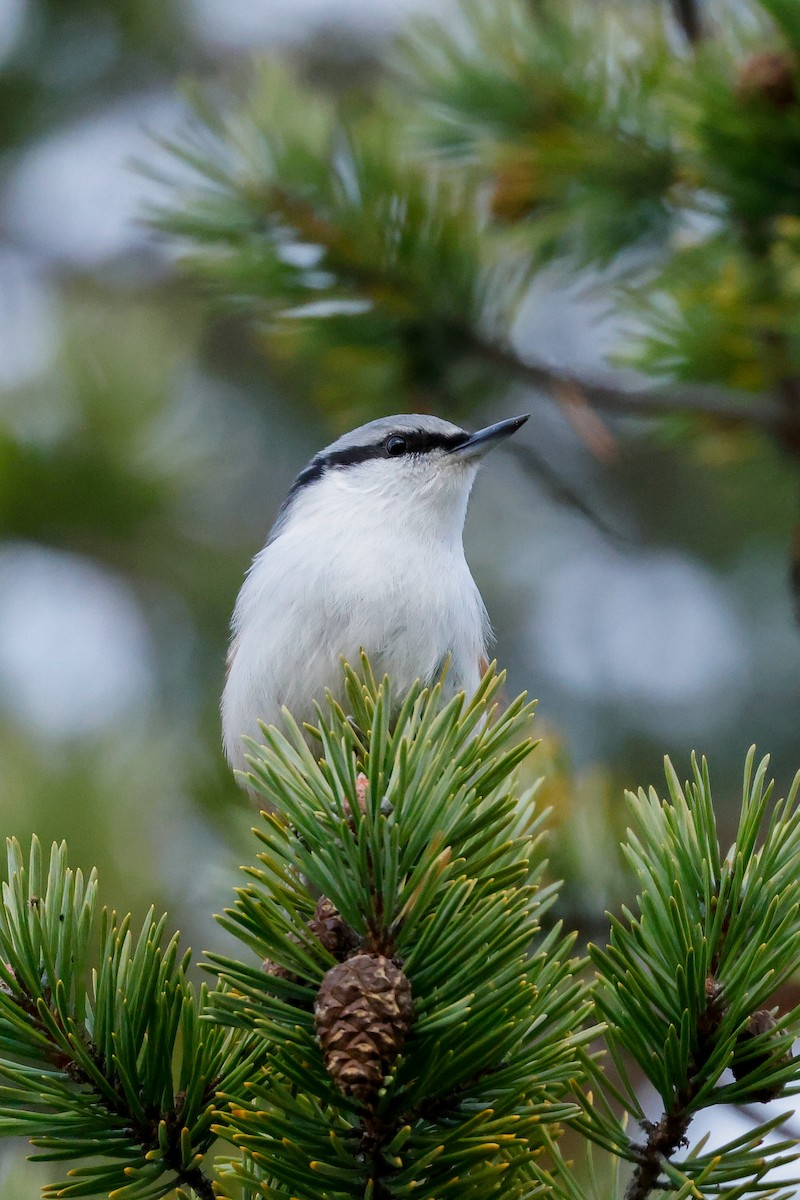 Eurasian Nuthatch - ML626700735