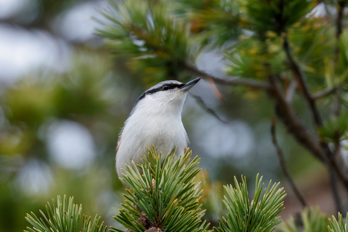 Eurasian Nuthatch - ML626700736