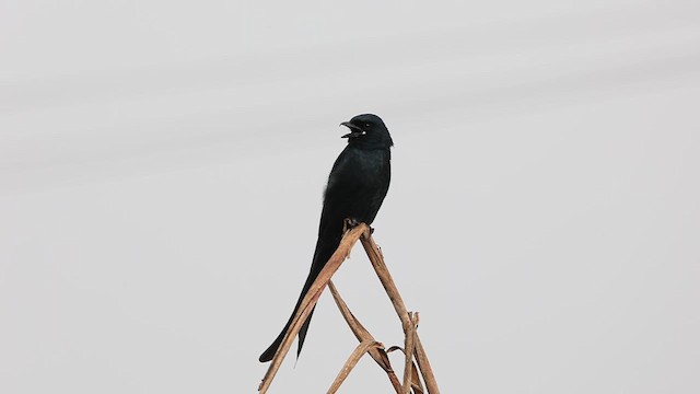 Black Drongo - ML626700755