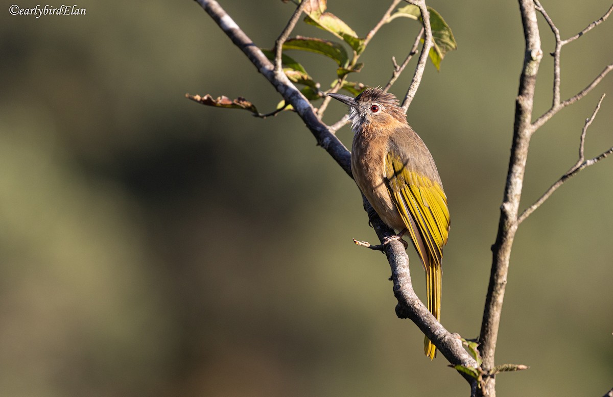 Mountain Bulbul - ML626700759