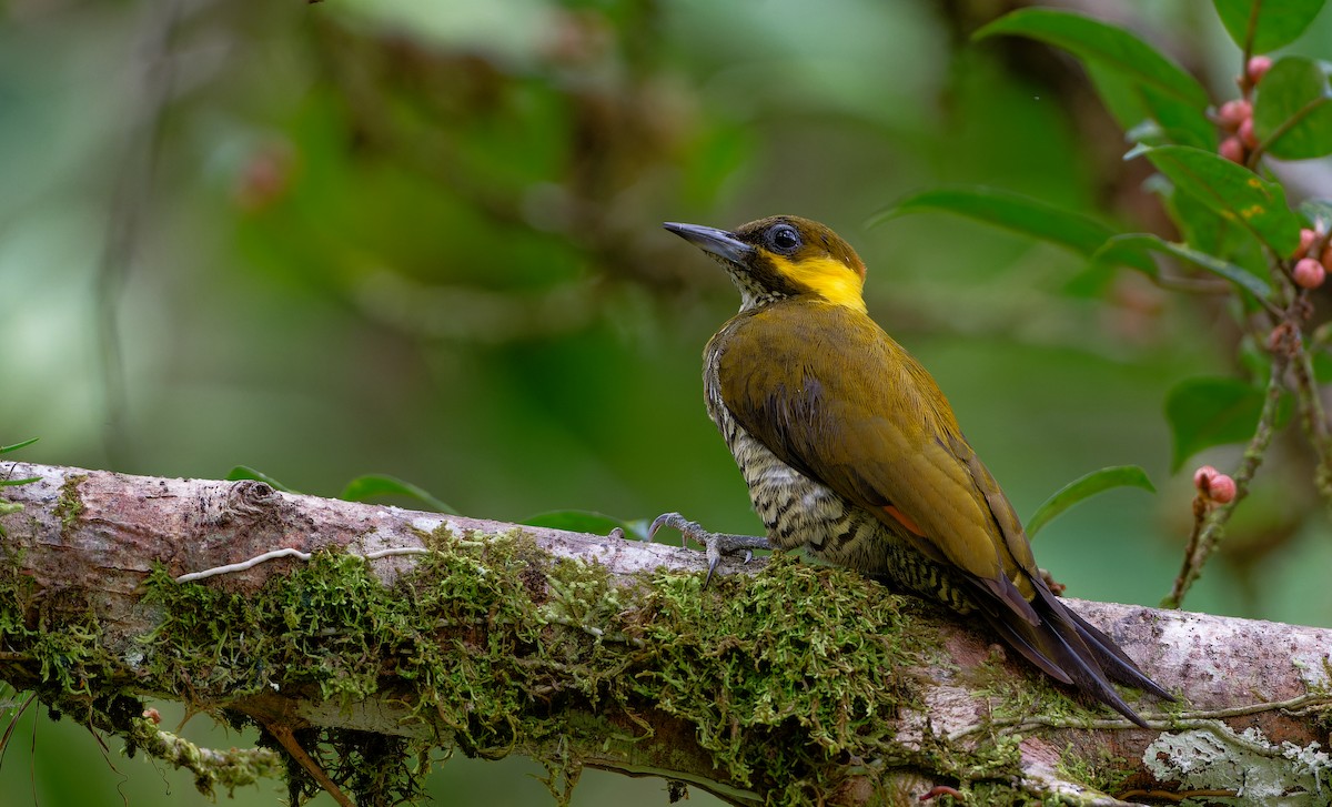 Lita Woodpecker - ML626700793