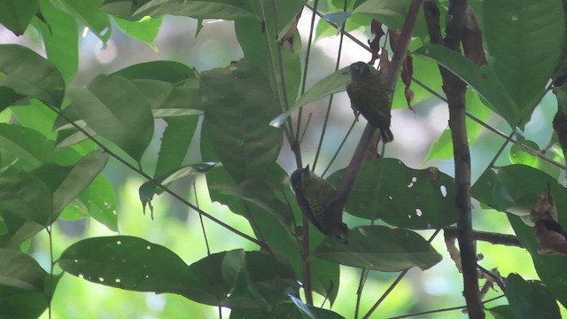 Golden-spangled Piculet (Buffon's) - ML626700796