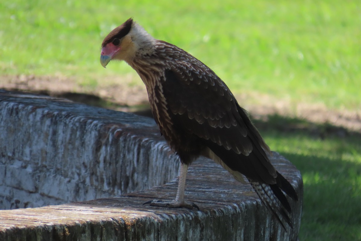 Crested Caracara - ML626700872