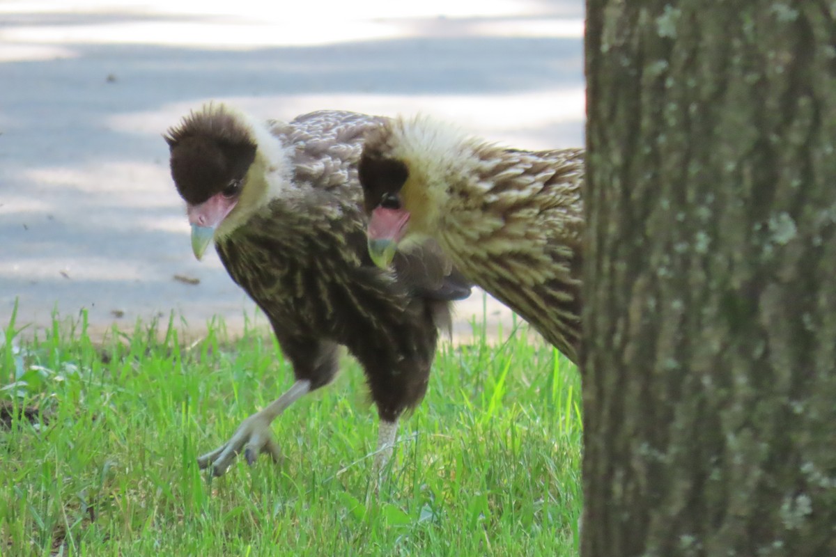 Crested Caracara - ML626700873