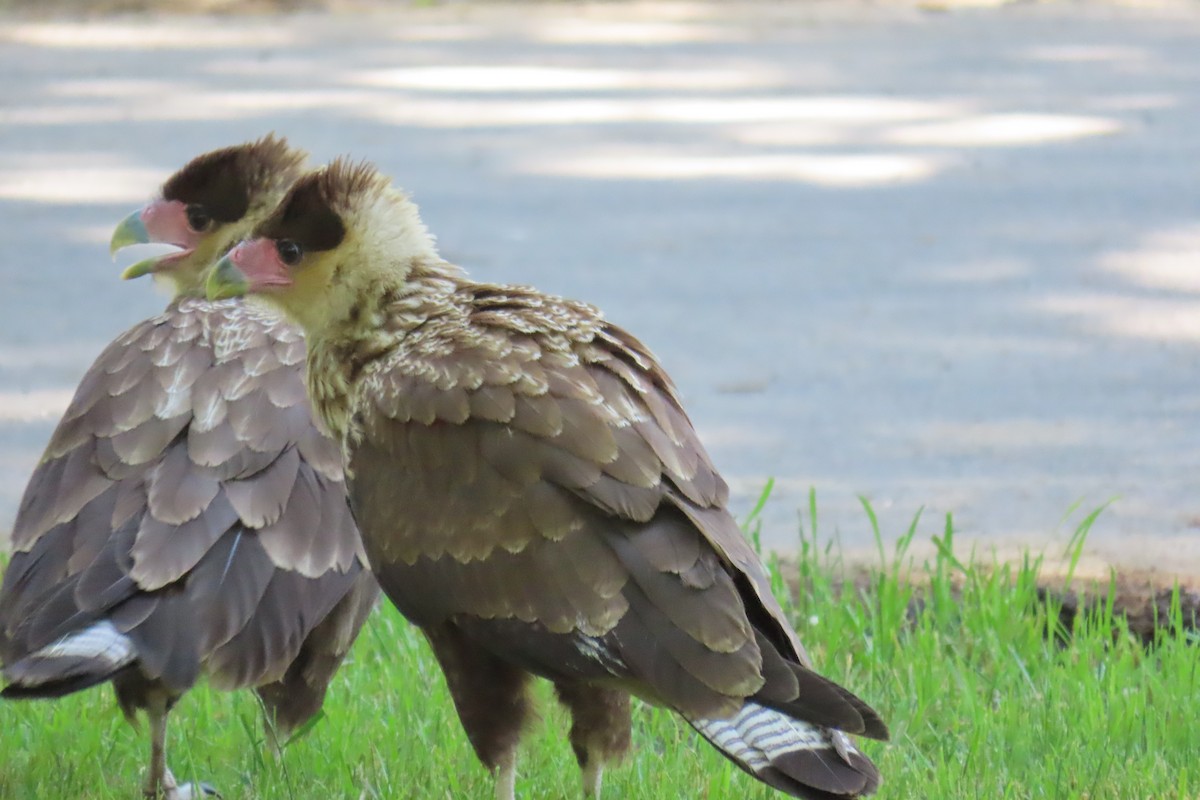 Crested Caracara - ML626700874