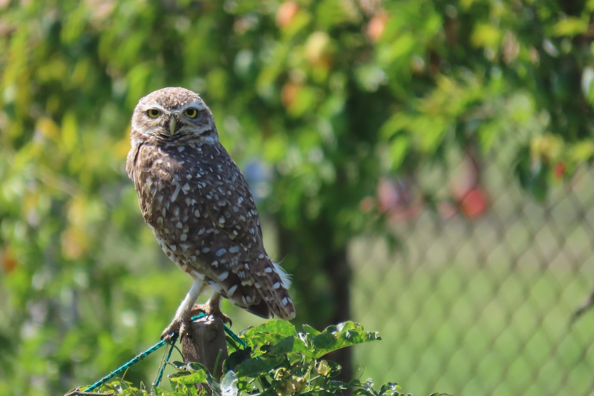 Burrowing Owl - ML626700891