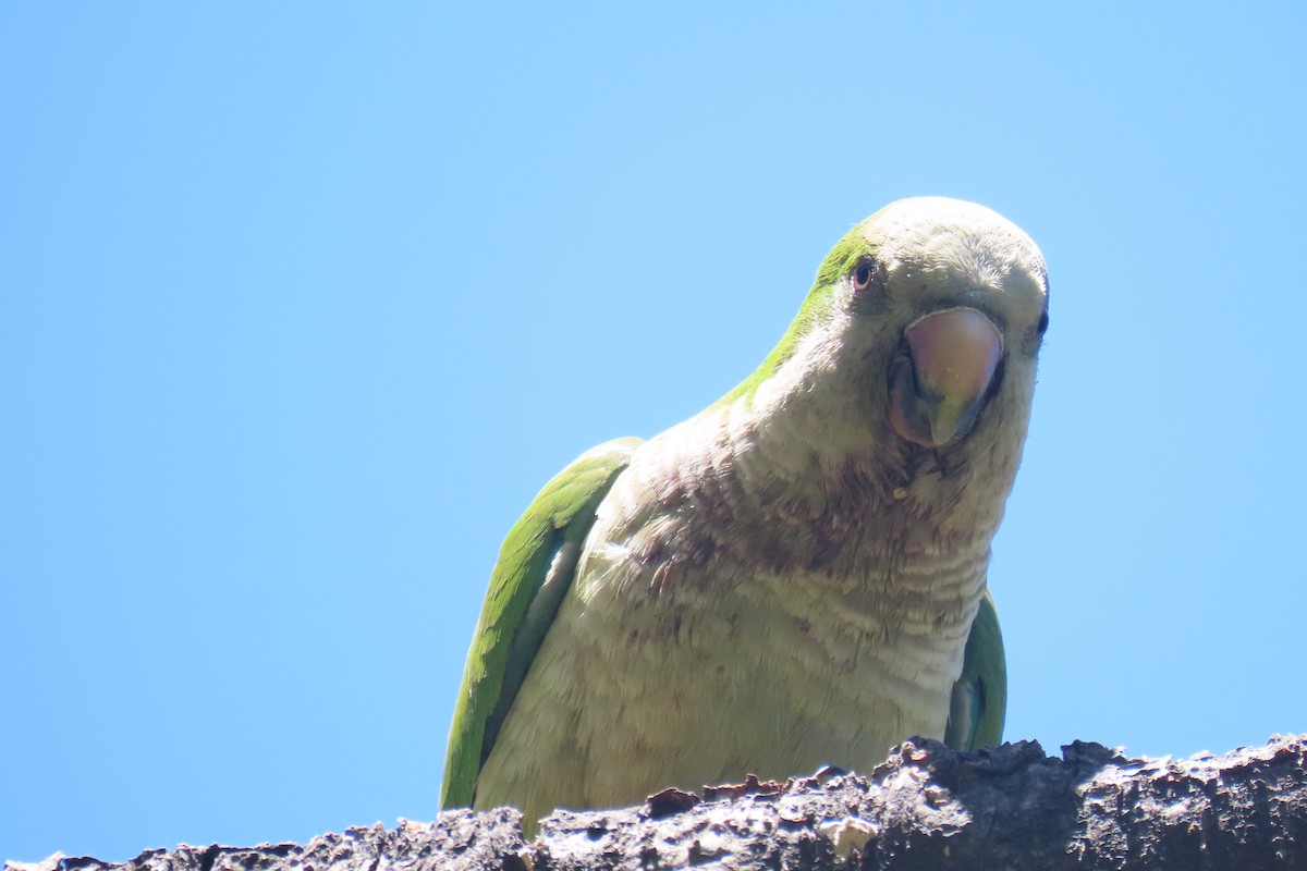 Monk Parakeet - ML626700922