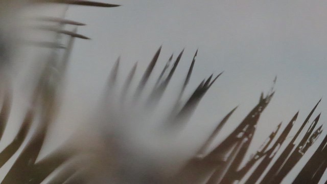 Swallow-tailed Kite - ML626700940