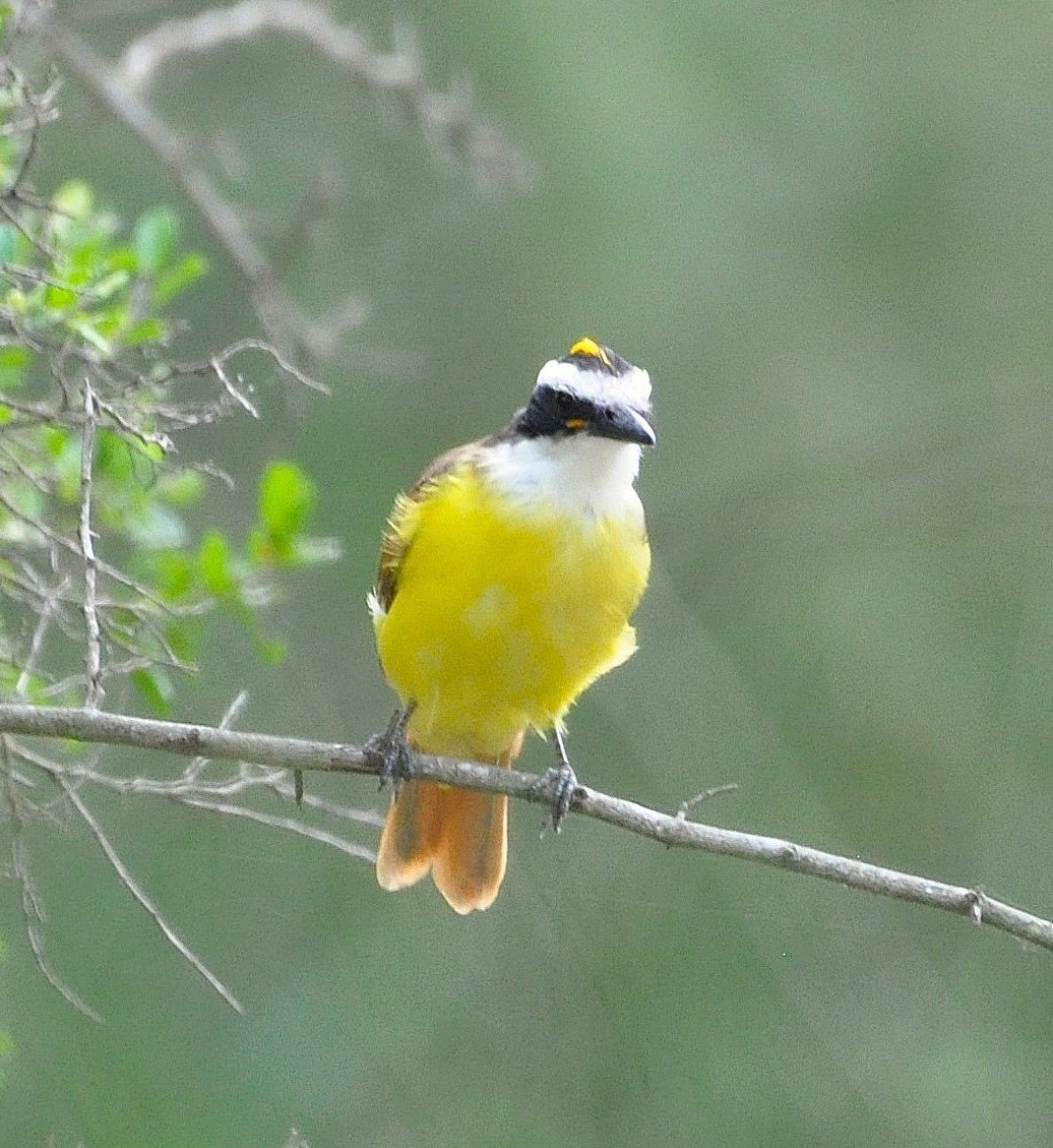 Great Kiskadee - ML626701014