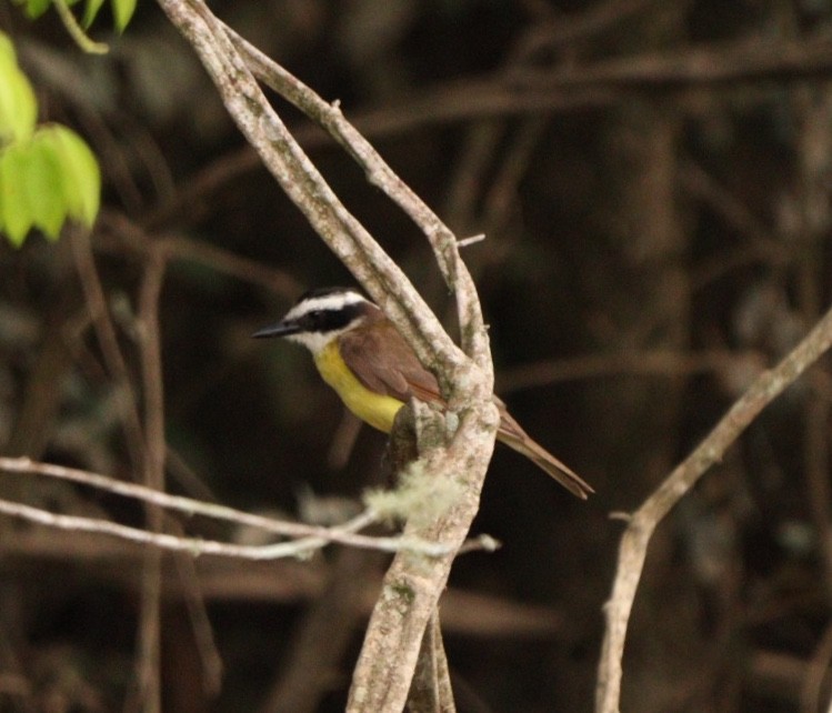 Great Kiskadee - ML626701044