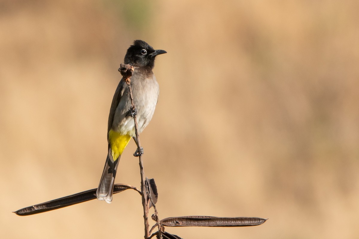 White-spectacled Bulbul - ML626701072