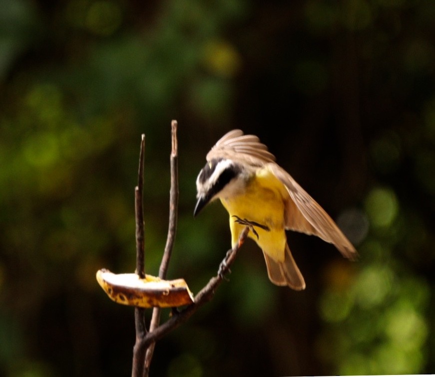 Great Kiskadee - ML626701243