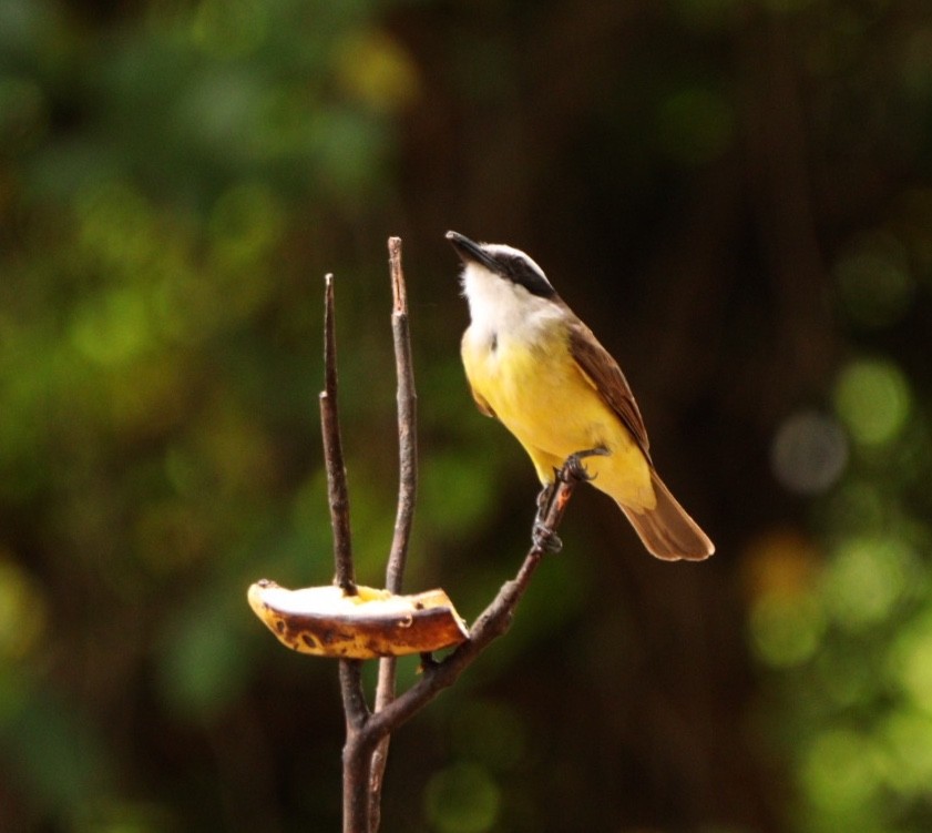 Great Kiskadee - ML626701244