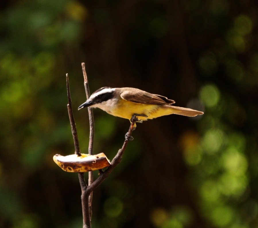 Great Kiskadee - ML626701245