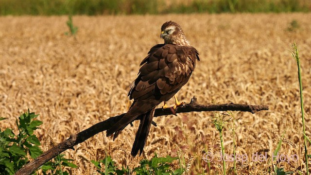 Montagu's Harrier - ML626701388