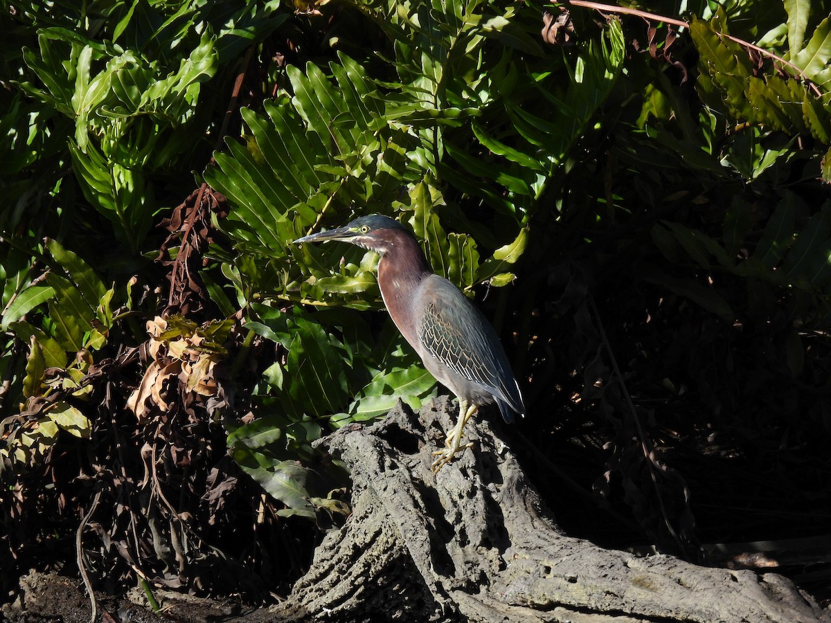 Green Heron - ML626701492