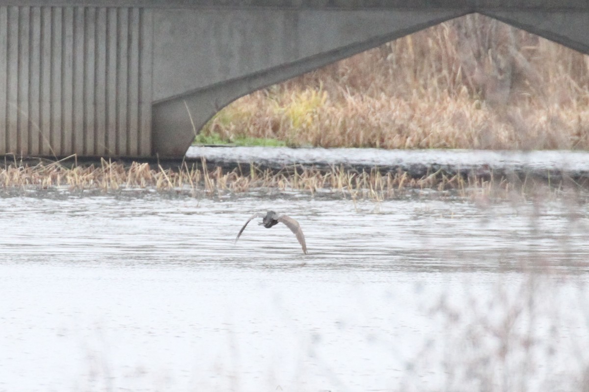 Double-crested Cormorant - ML626701653