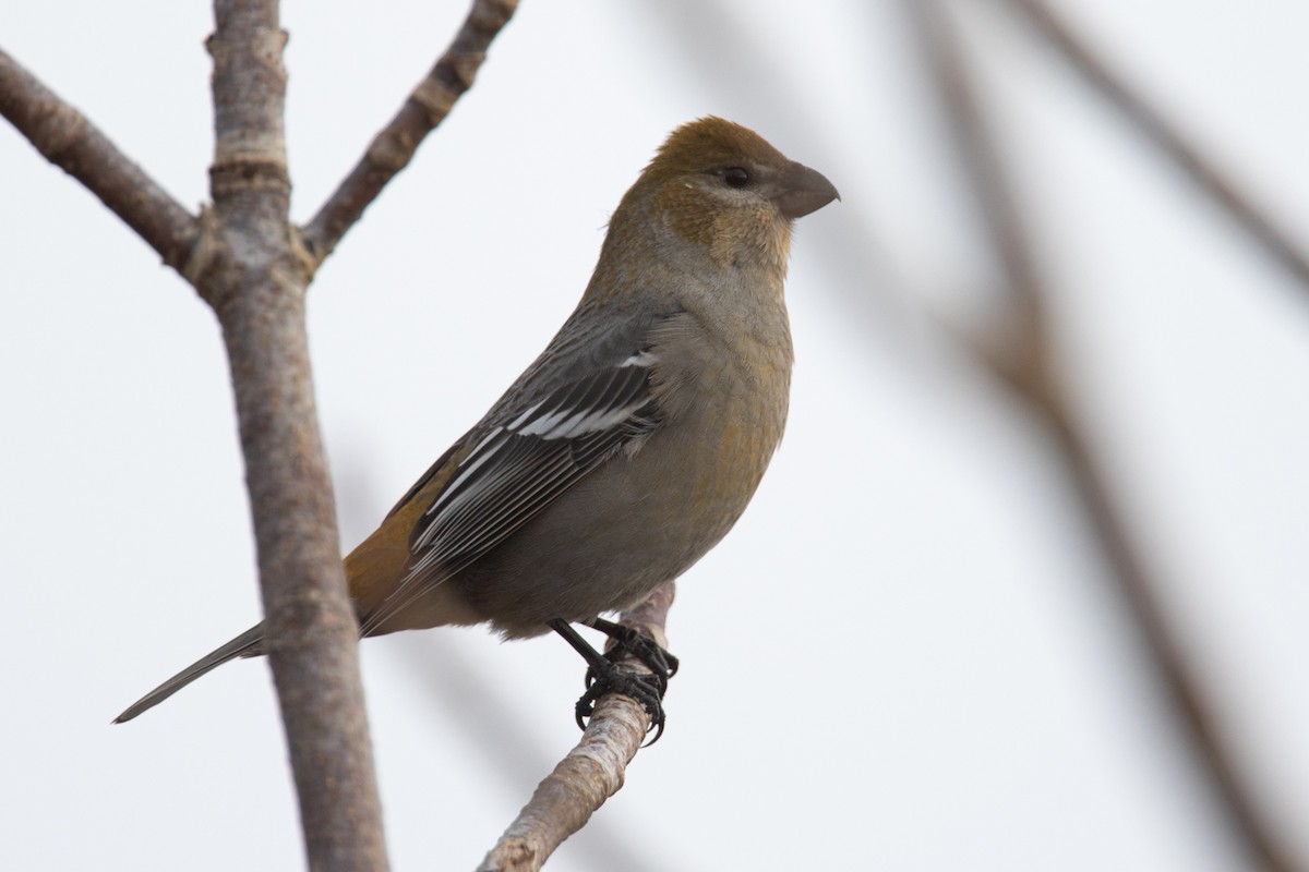 Pine Grosbeak - ML626701714