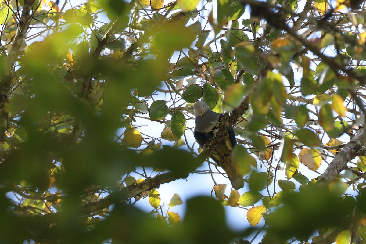 Black-backed Fruit-Dove - ML626701872