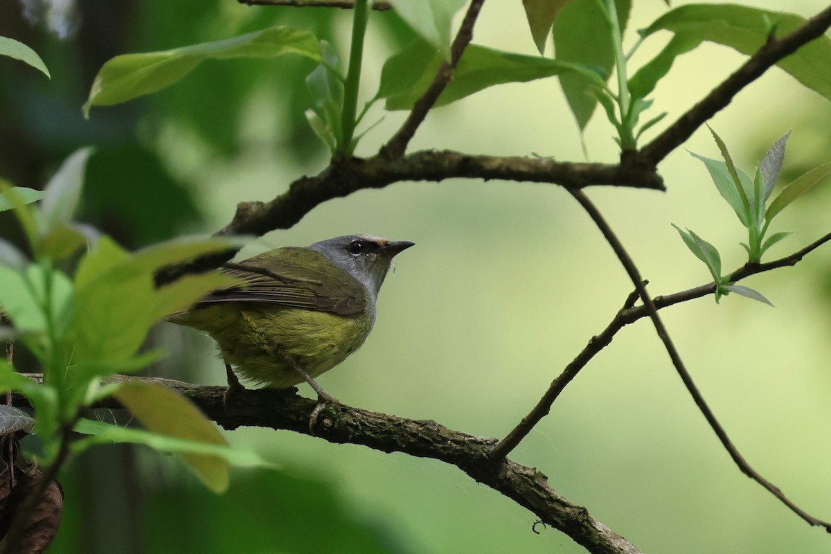 Javabrillenvogel - ML626701880