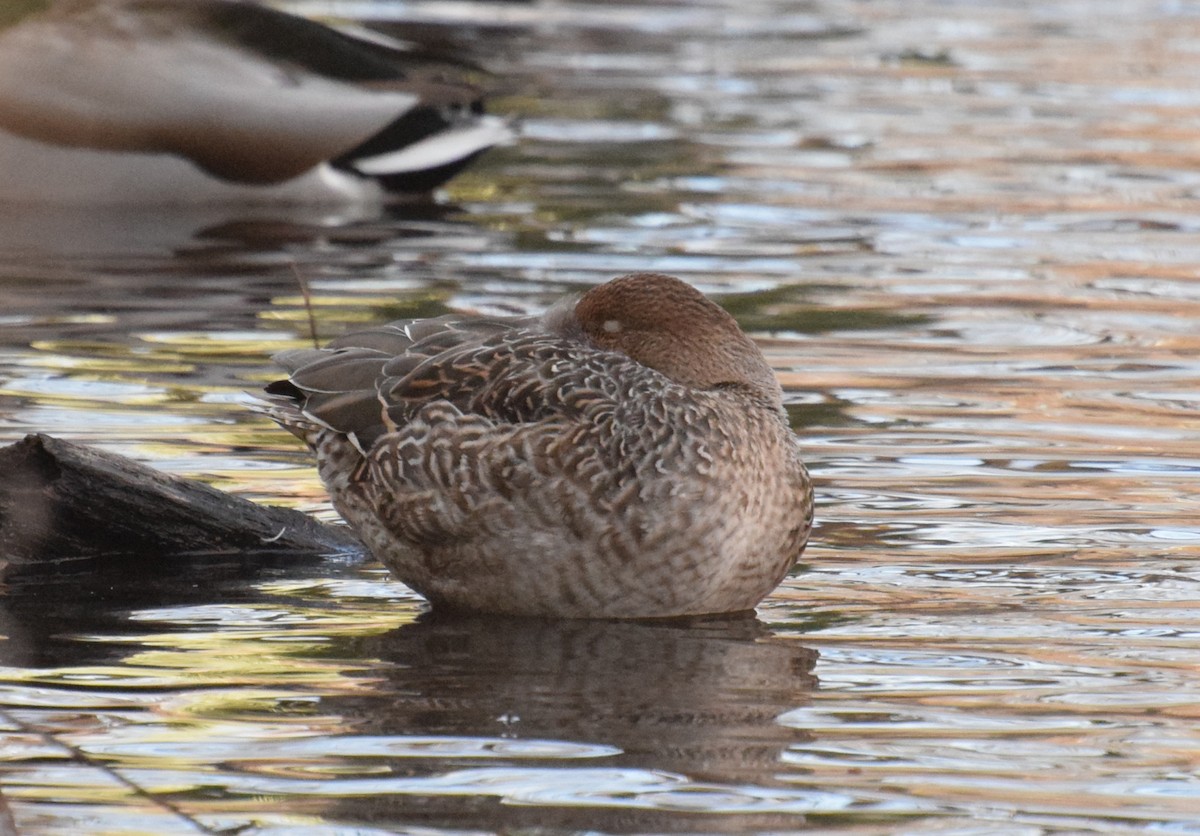 Northern Pintail - ML626702139