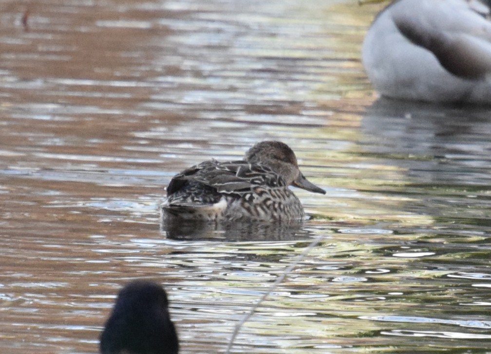 Green-winged Teal - ML626702143