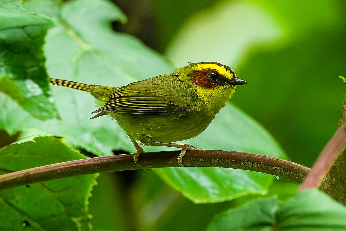 Golden-browed Warbler - ML626702153