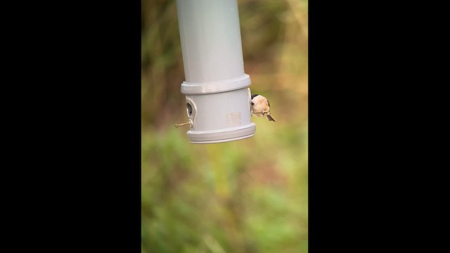 Marsh Tit - ML626702167