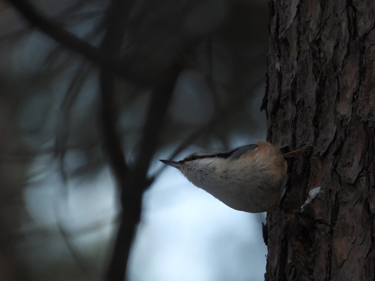 Eurasian Nuthatch - ML626702227