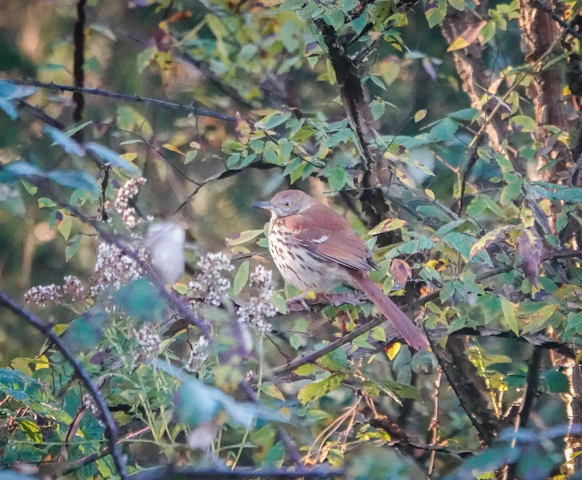 Brown Thrasher - ML626702253