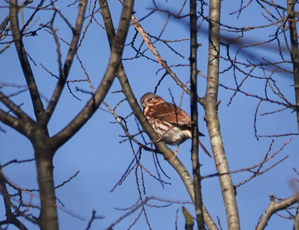 Fox Sparrow - ML626702271