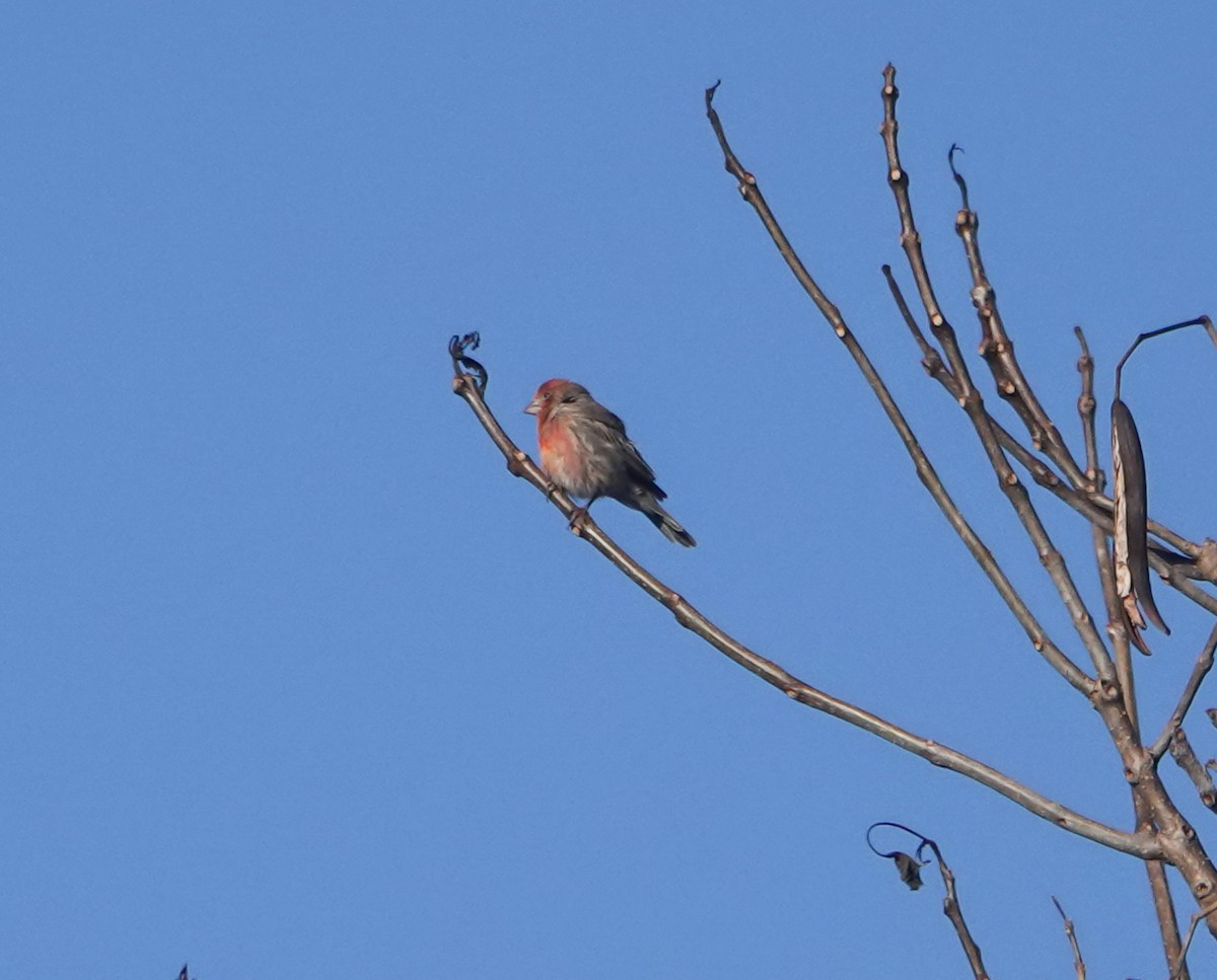 House Finch - ML626702273