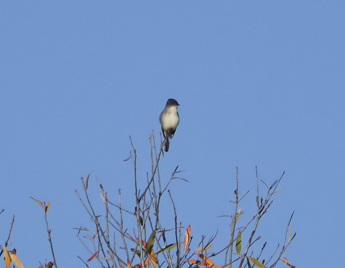 Eastern Phoebe - ML626702276