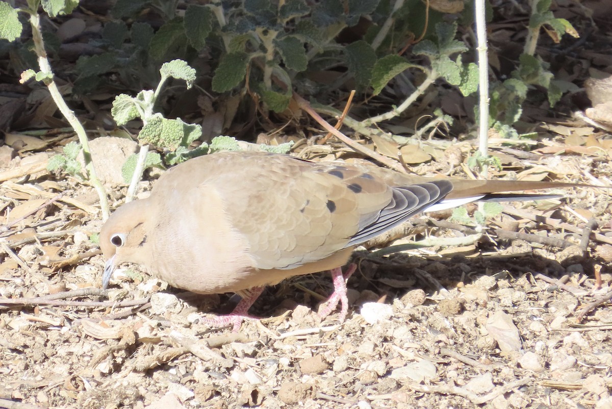 Mourning Dove - ML626702293