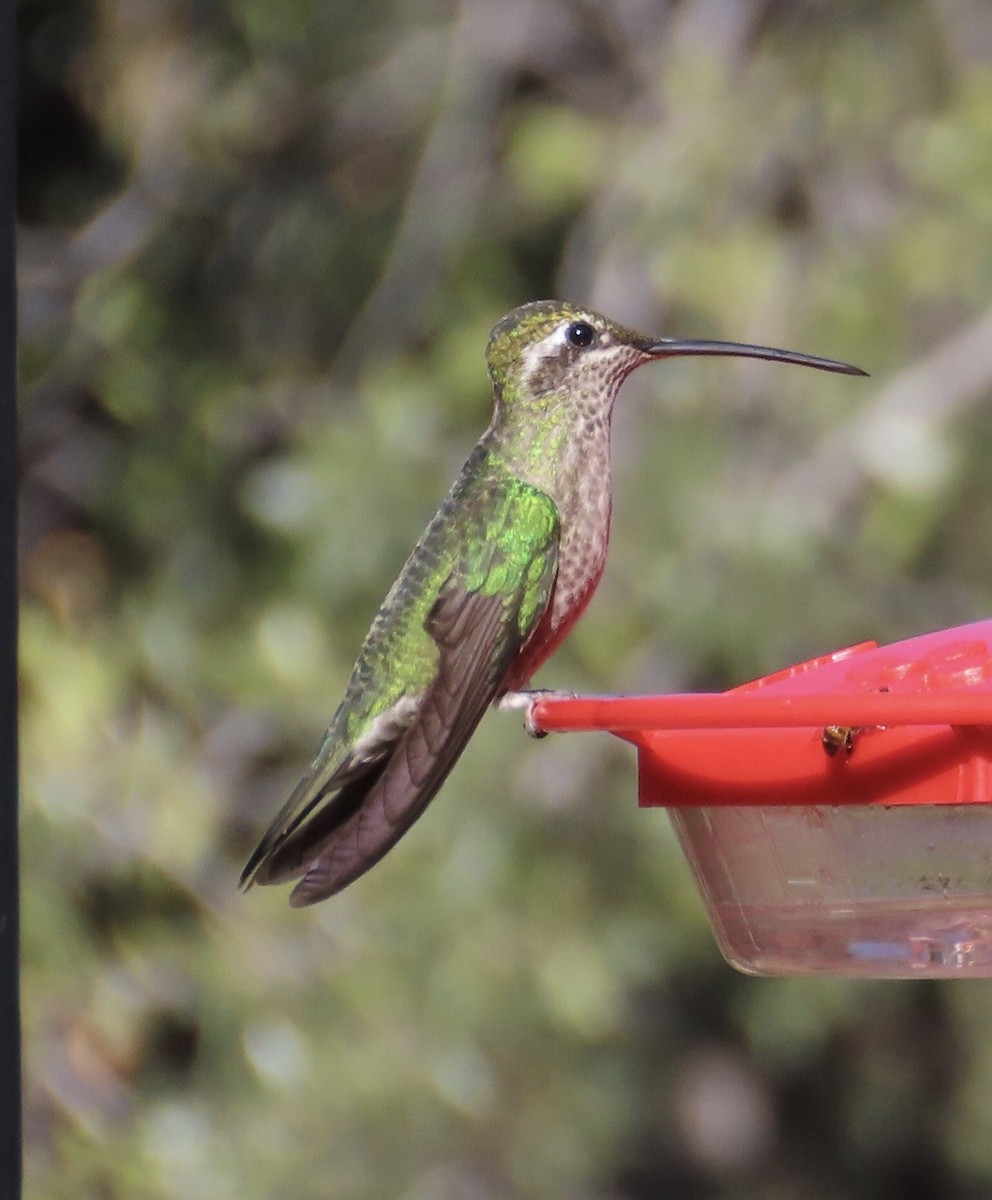 Rivoli's Hummingbird - ML626702343