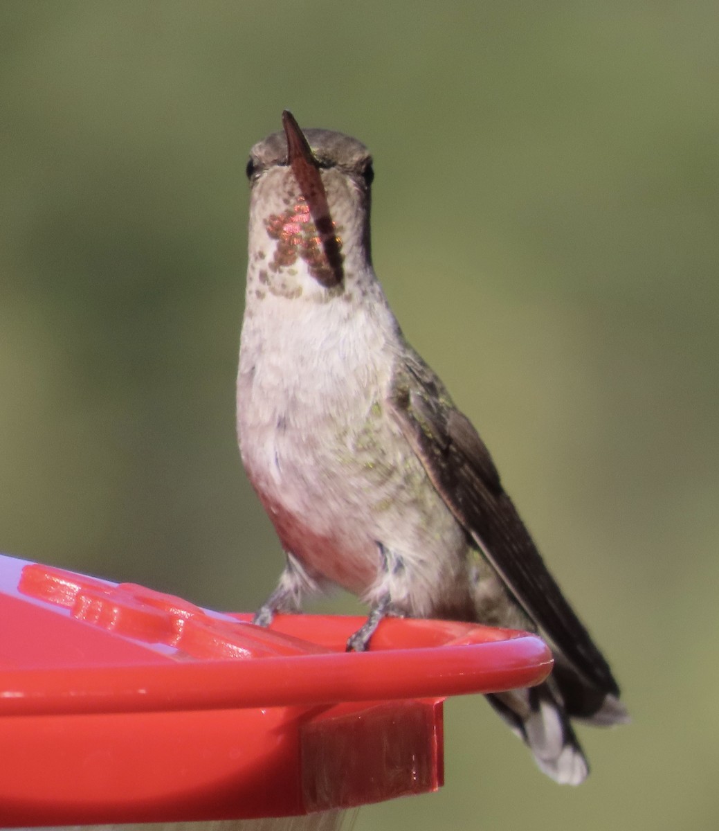 Anna's Hummingbird - ML626702356