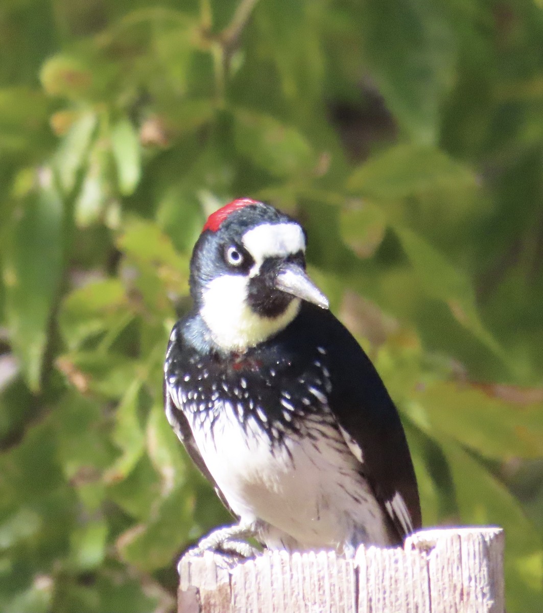 Acorn Woodpecker - ML626702366