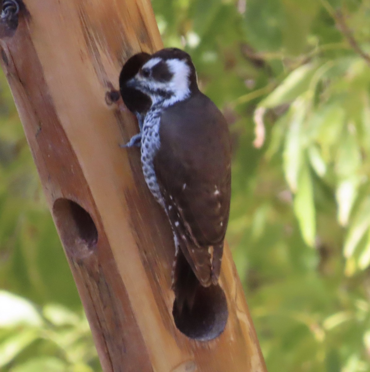 Arizona Woodpecker - ML626702410