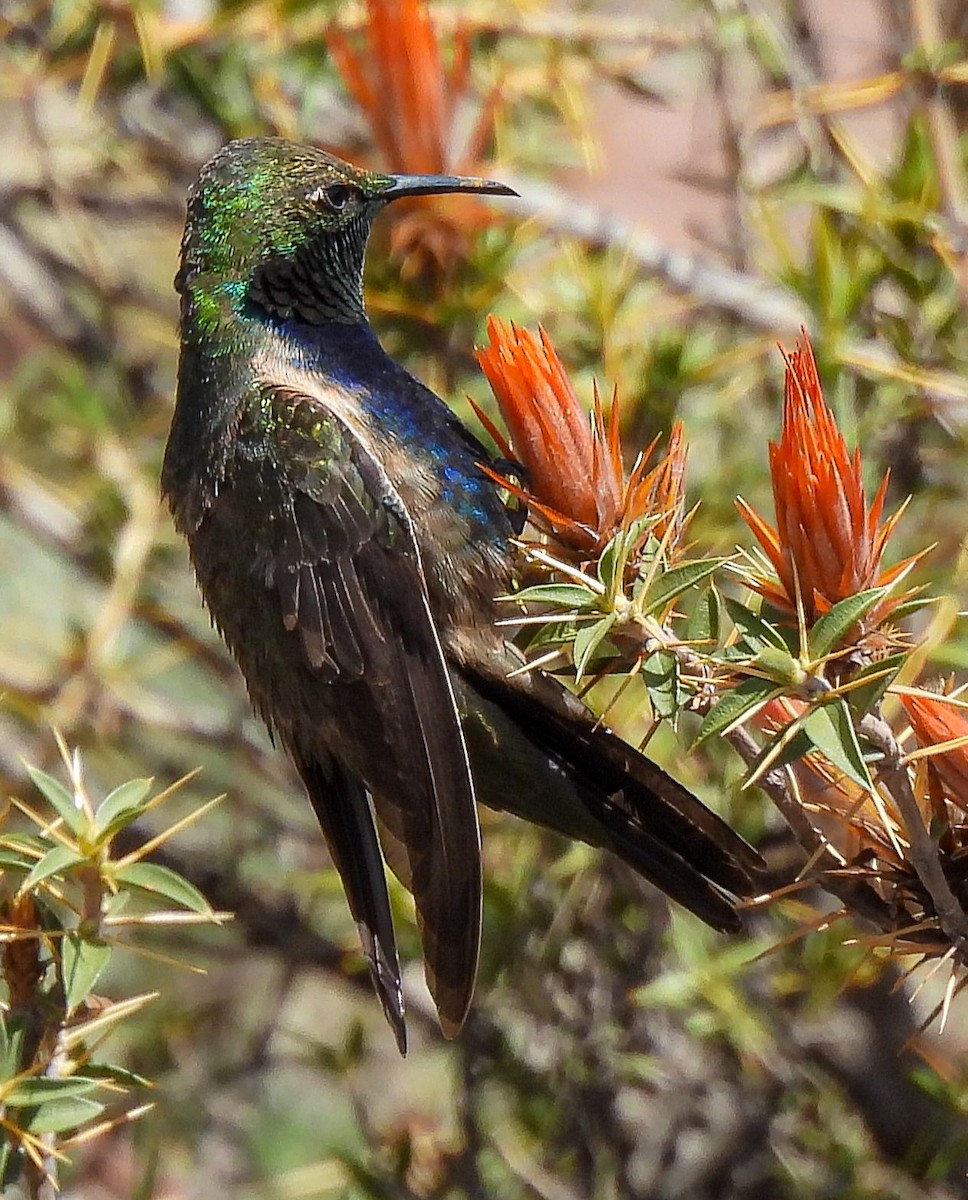 Black-breasted Hillstar - ML626702445