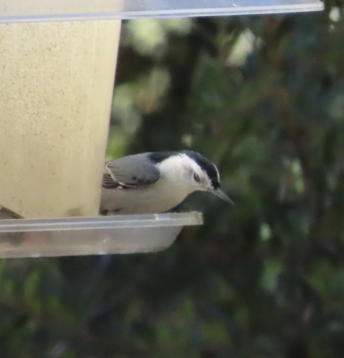 Bridled Titmouse - ML626702450