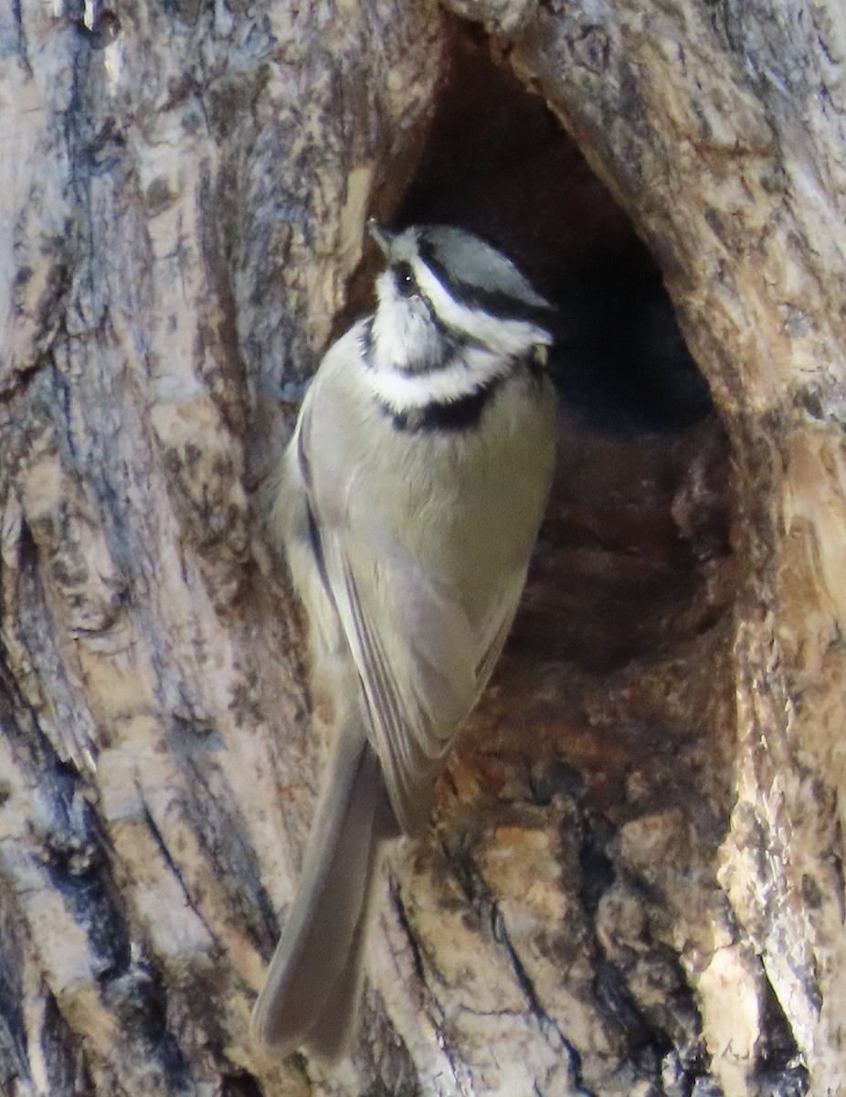 Bridled Titmouse - ML626702451