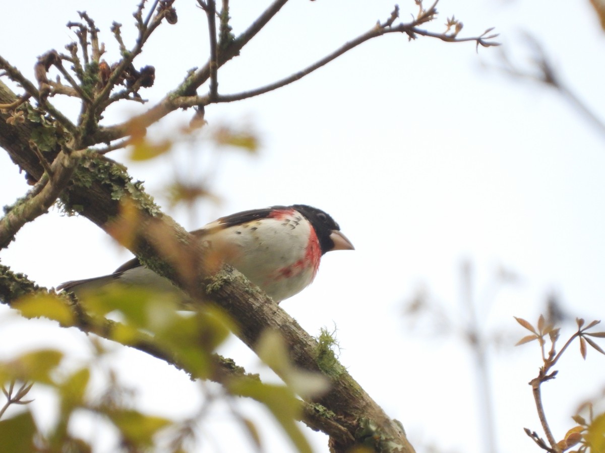 Rose-breasted Grosbeak - ML626702462