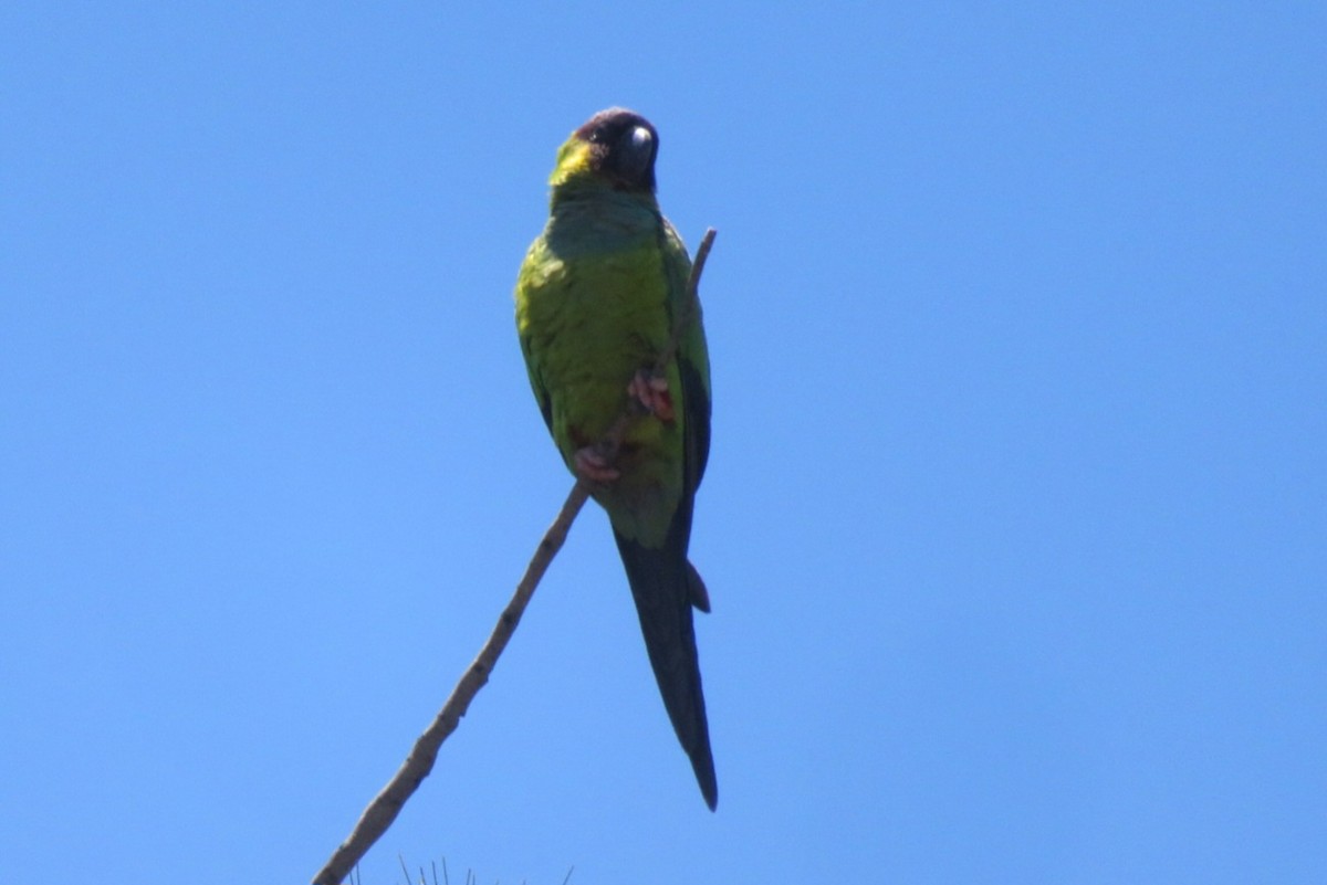 Nanday Parakeet - ML626702470