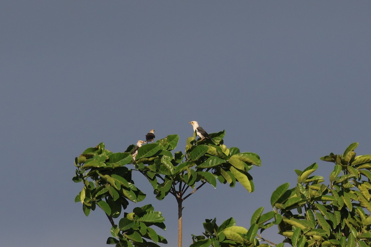 Black-winged Myna (Gray-rumped) - ML626702471