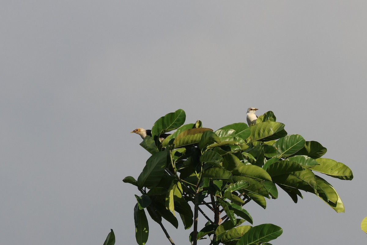 Black-winged Myna (Gray-rumped) - ML626702474