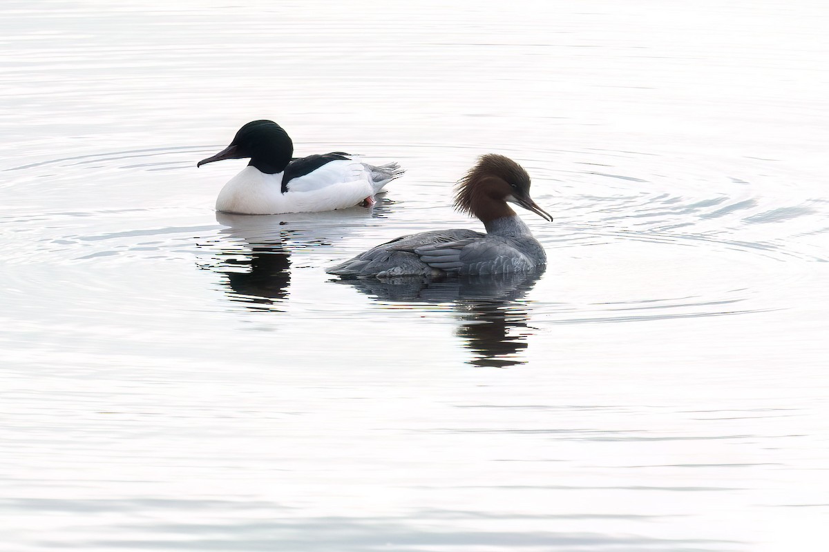 Common Merganser - ML626702475