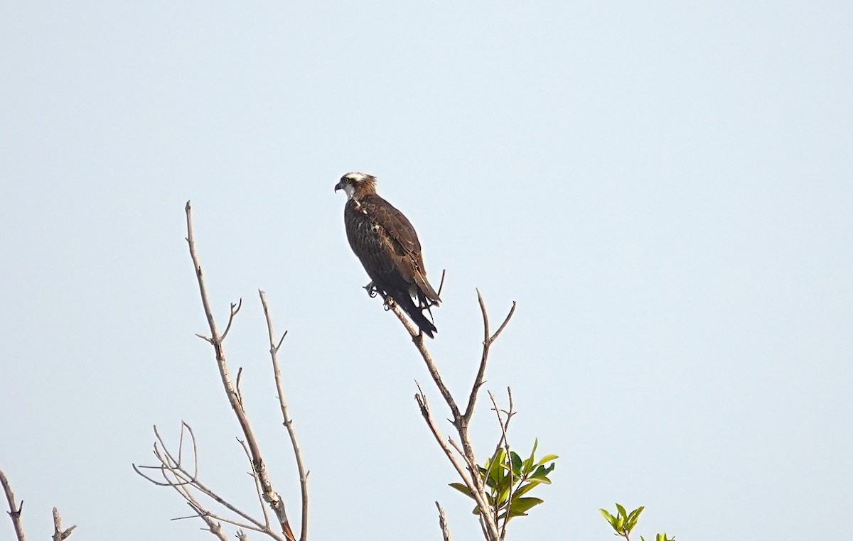 Osprey - ML626702477